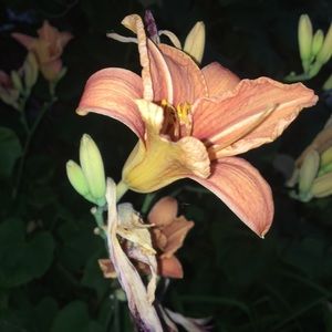 Meet your Posher, Mary-jane